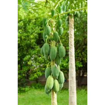 A1 Papaya Plant